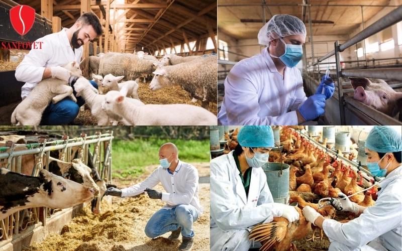 Veterinary medicines play an important role in the requirements of high quality livestock industry