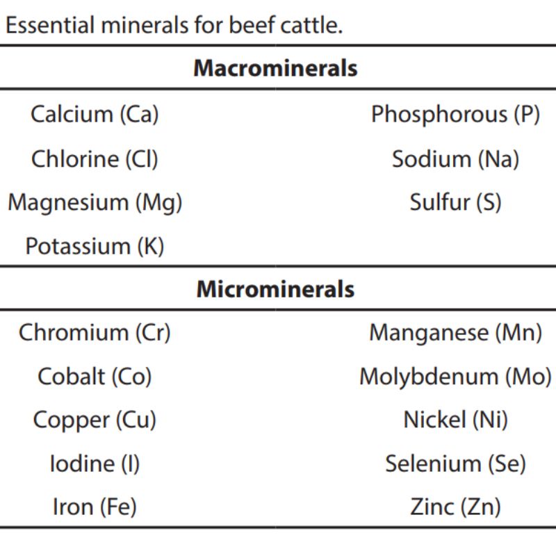 Minerals Matter for Beef Cattle - Part 02