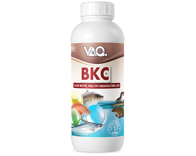 Vaq.Bkc (Iraq)
