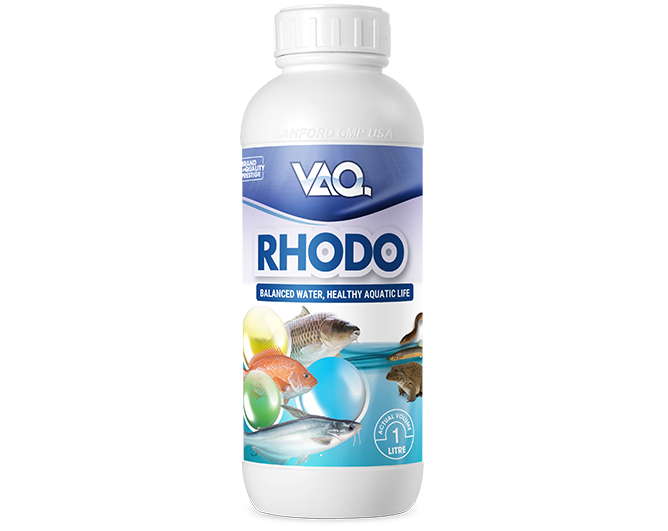 Vaq.Rhodo (Iraq)